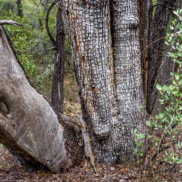 Alligator Juniper One Green World