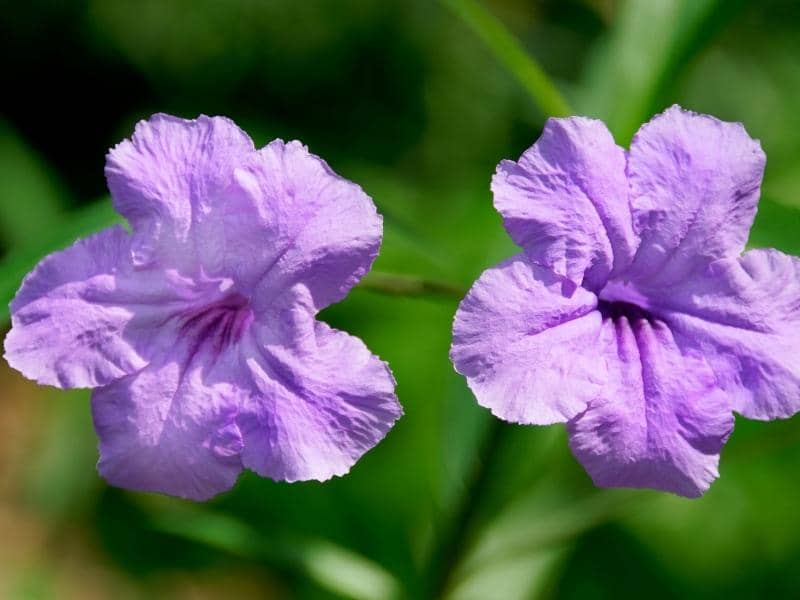 How Long Do Petunias Last? (Quick Answers) OneHappyLemon