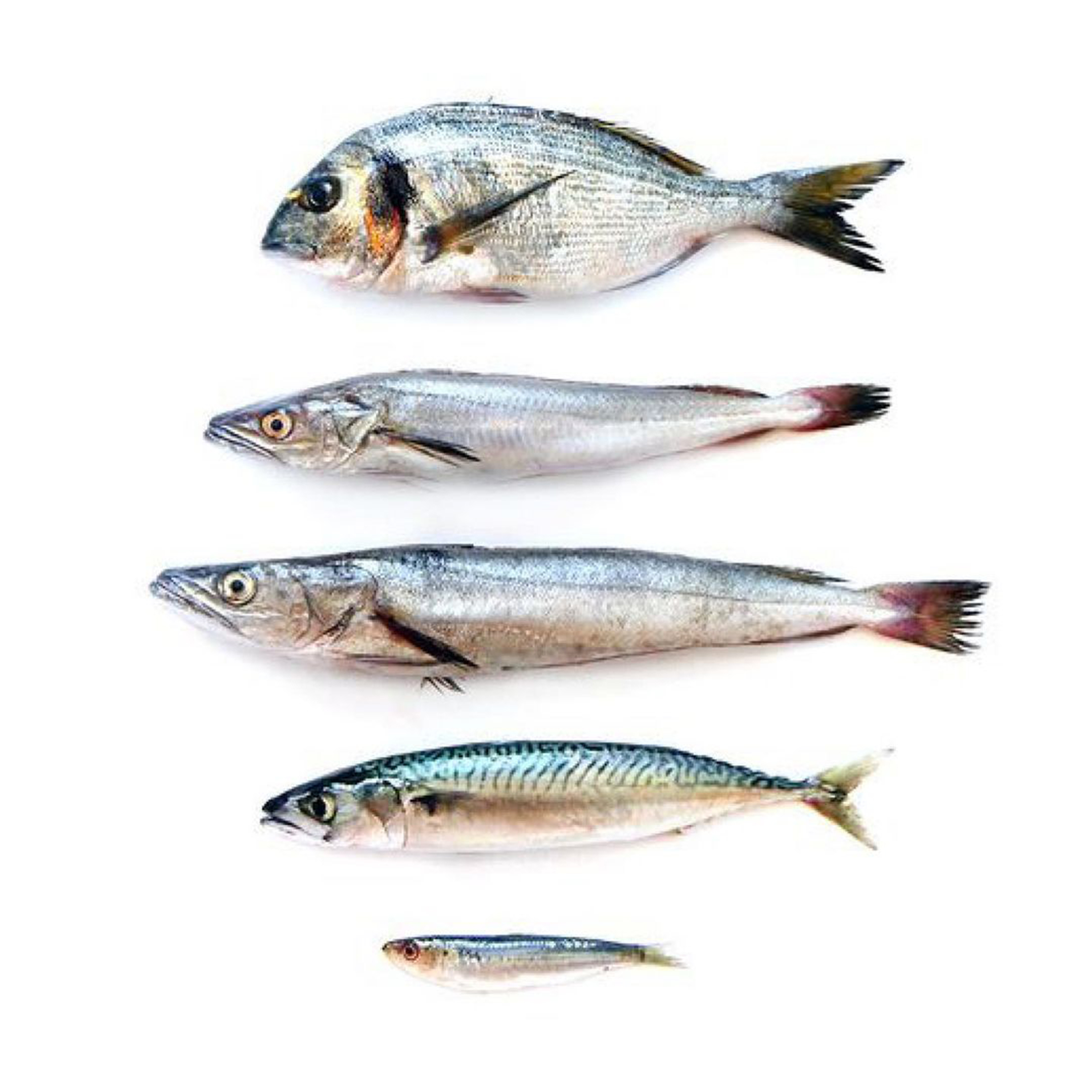 Meet Soda Fish, Lakes Entrance’s freshest seafood haven. One Hour Out