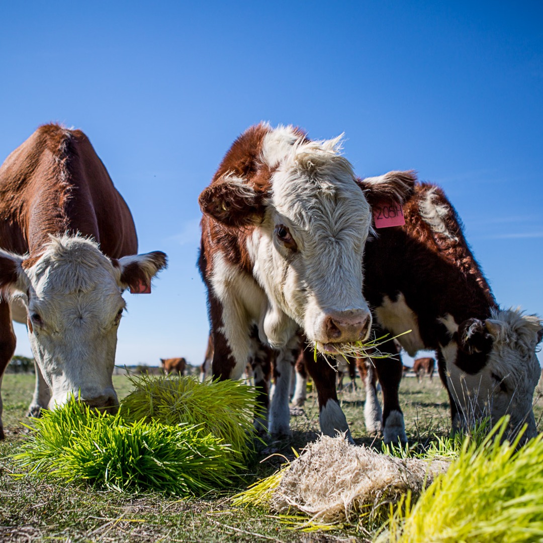 The best of Gippsland produce is coming to Warragul One Hour Out