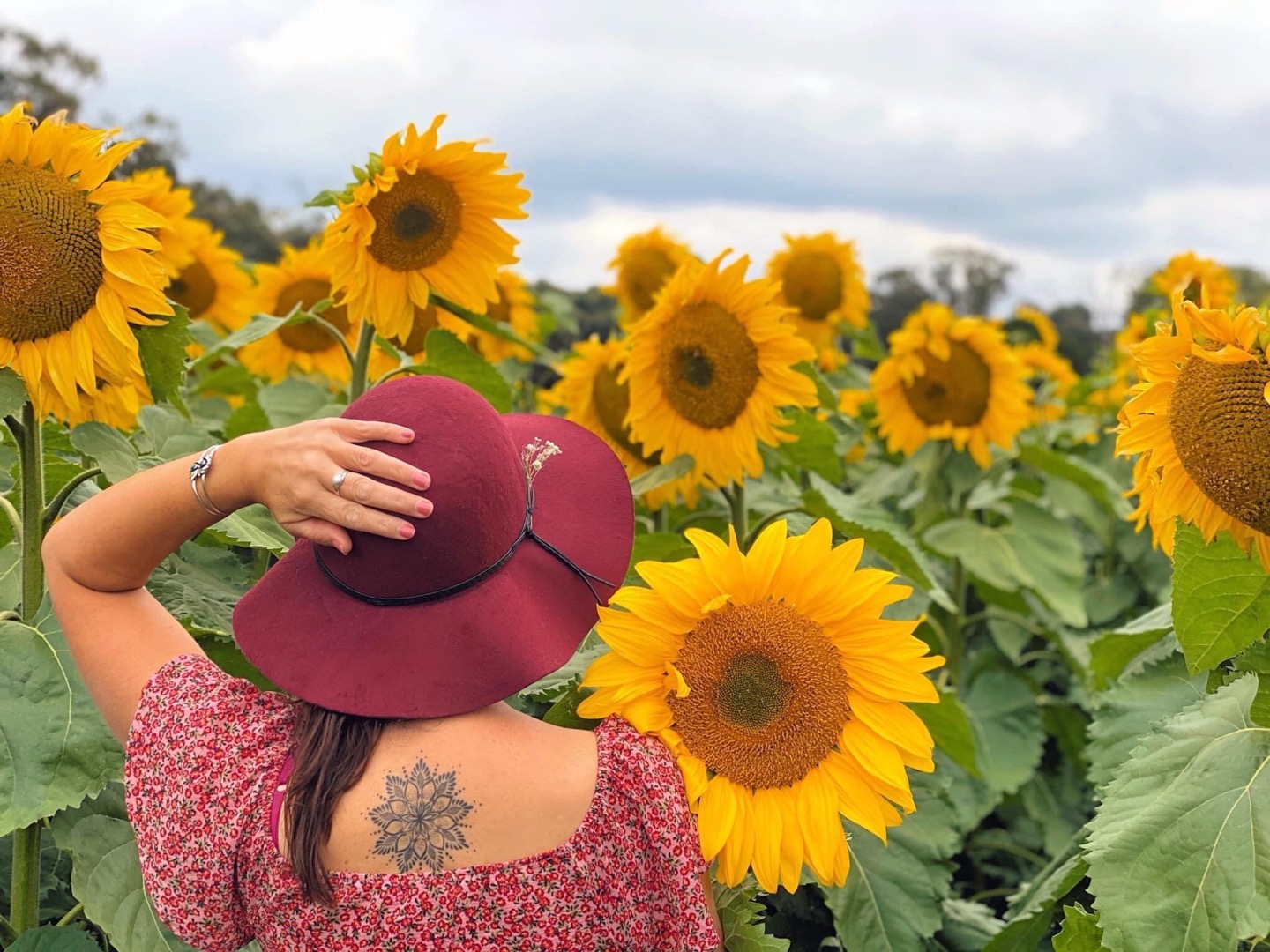 An endless field of sunflowers is about to bloom just outside of