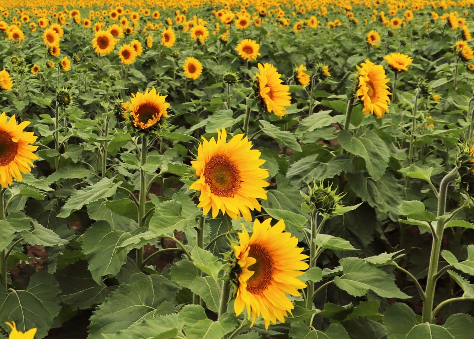An endless field of sunflowers is about to bloom just outside of