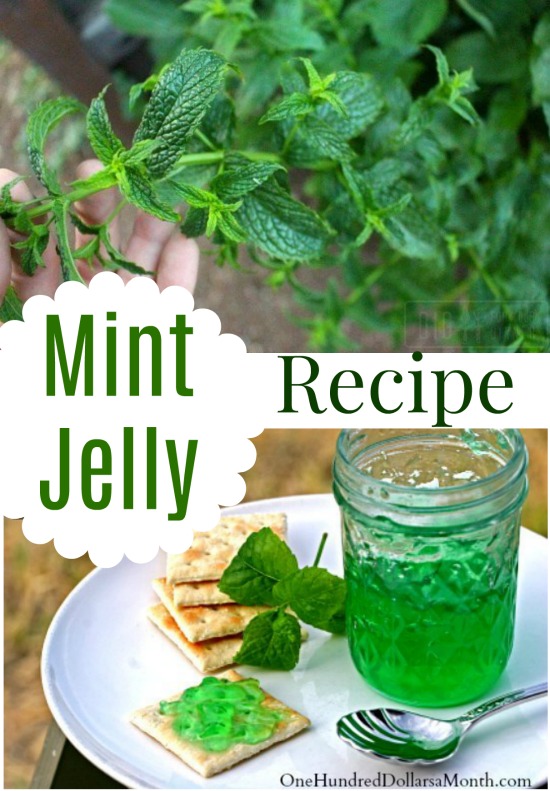 Mint Jelly Recipe One Hundred Dollars a Month