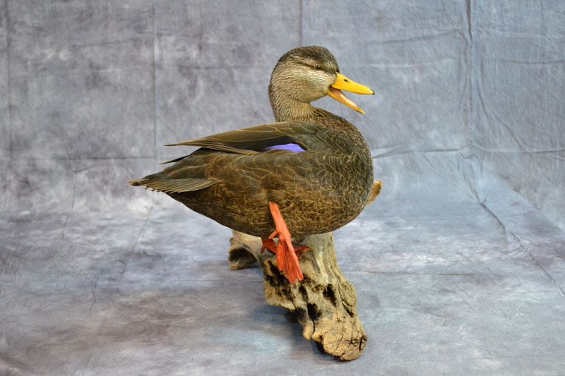 to Toad Harbor Taxidermy Duck & Waterfowl Taxidermists
