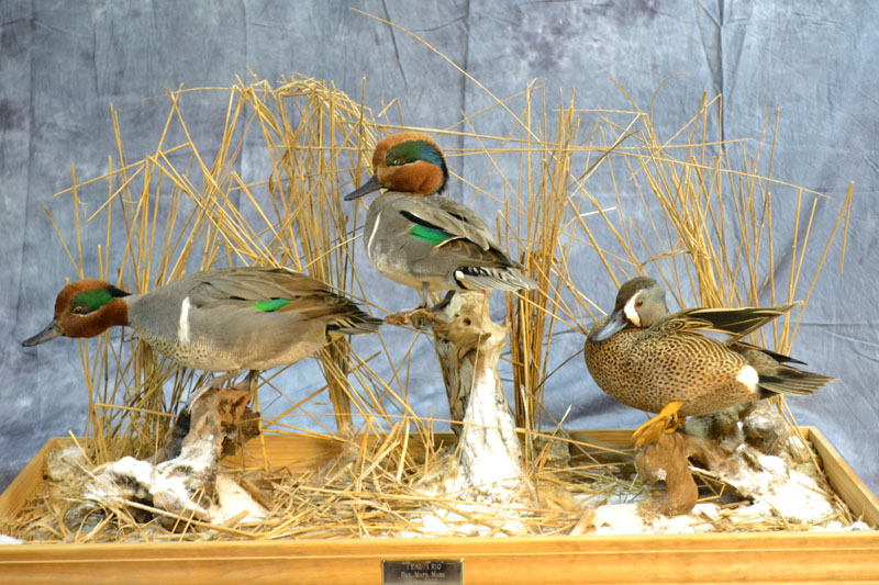to Toad Harbor Taxidermy Duck & Waterfowl Taxidermists