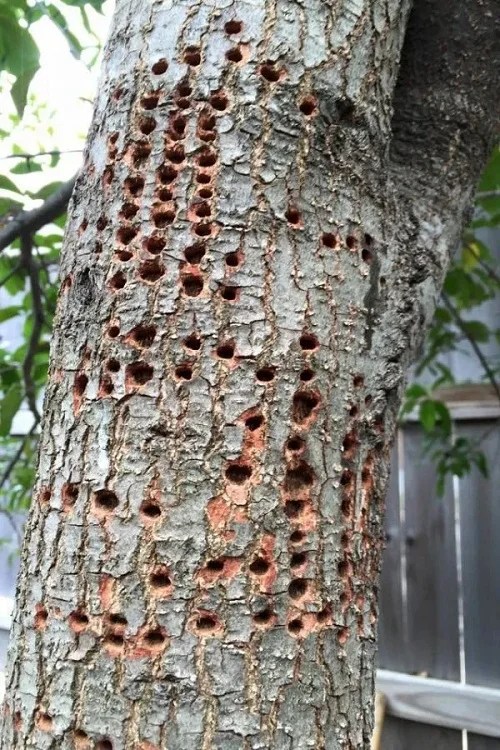 Wood Borers Unveiling the Intruders in Your Timber