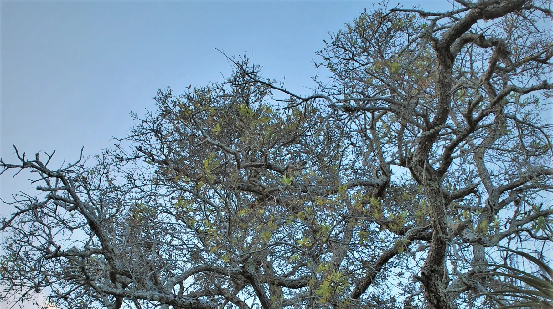 Why Oak Trees Lose Their Leaves