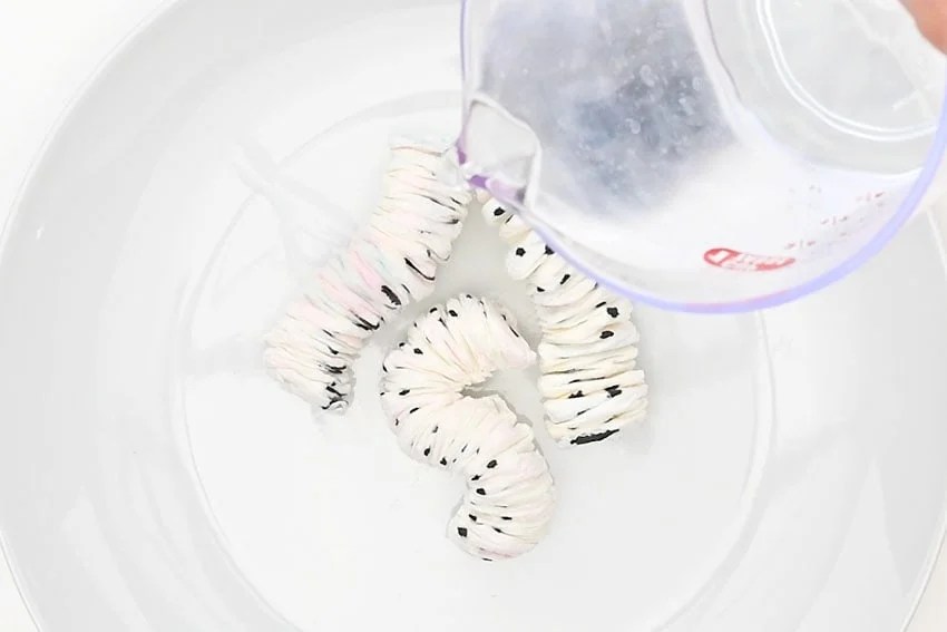 Paper Worm Experiment | Growing Worms Science Experiment