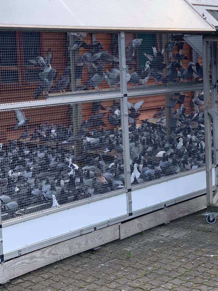 DANISH PIGEON RACE 2019. LOFT LIST ONE LOFT RACING