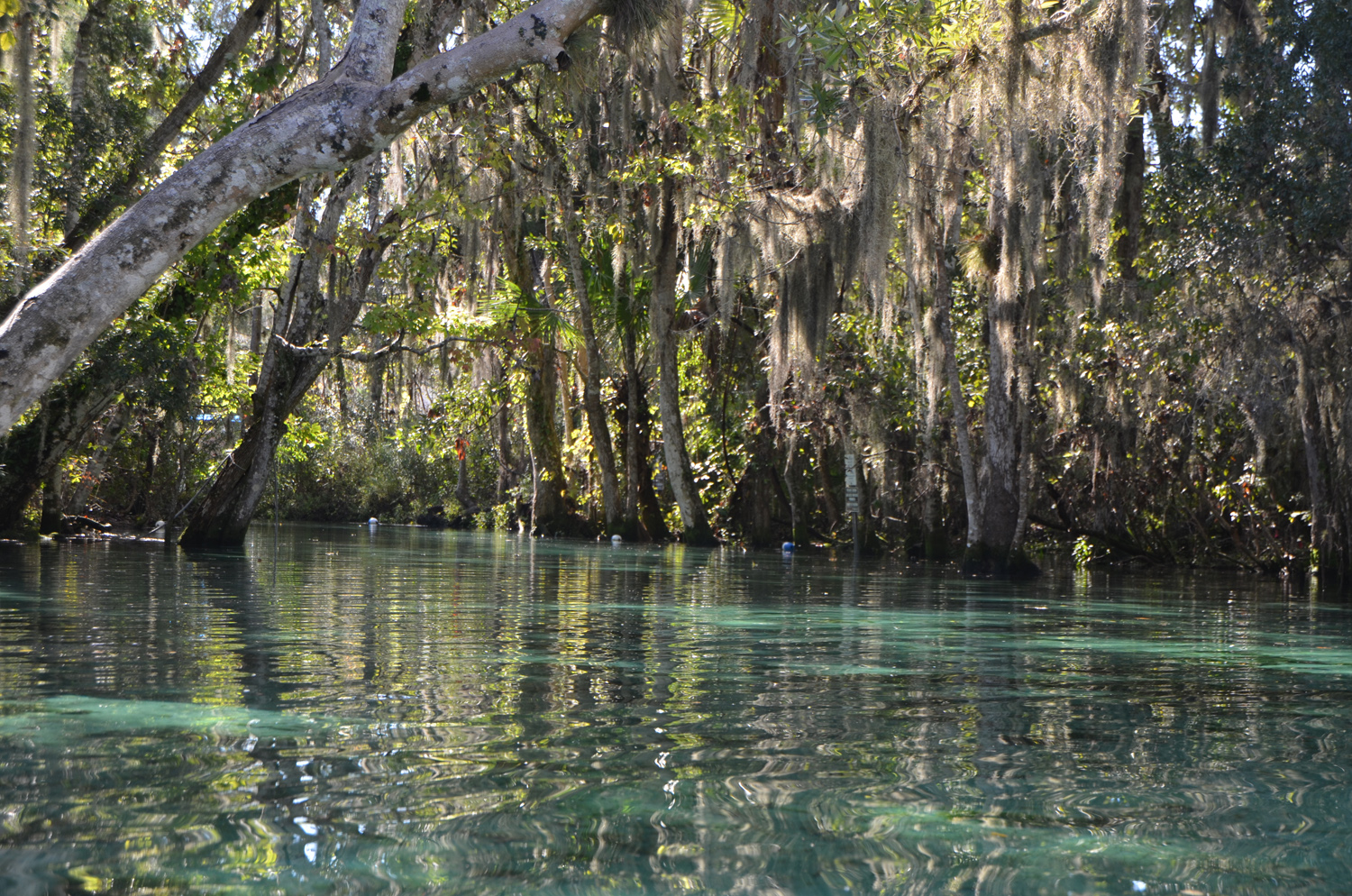 Crystal River Canoe Paddle One Long Drive