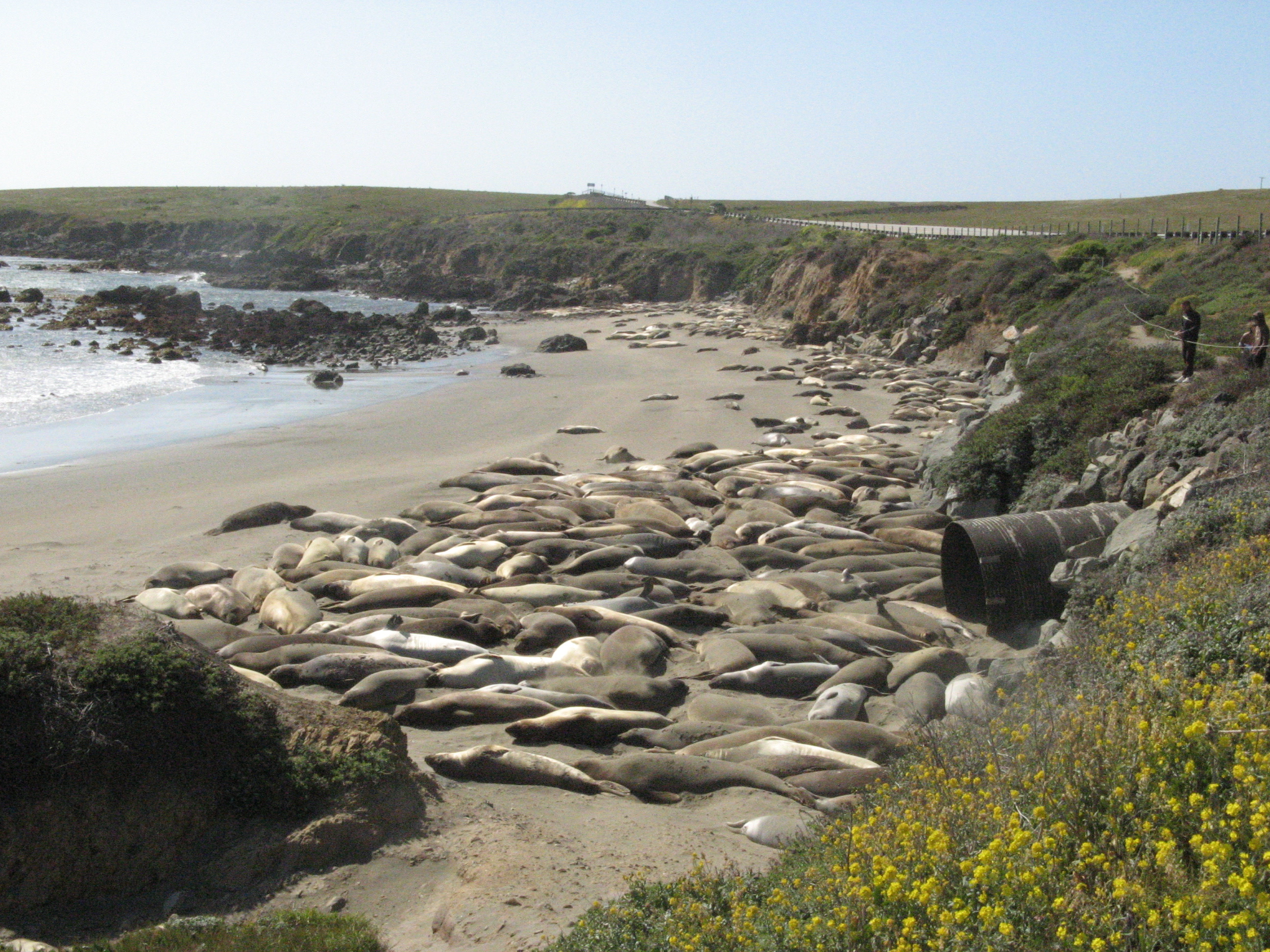 PCT 2007 Day 23 Pfeiffer Big Sur San Simeon Village, CA One of