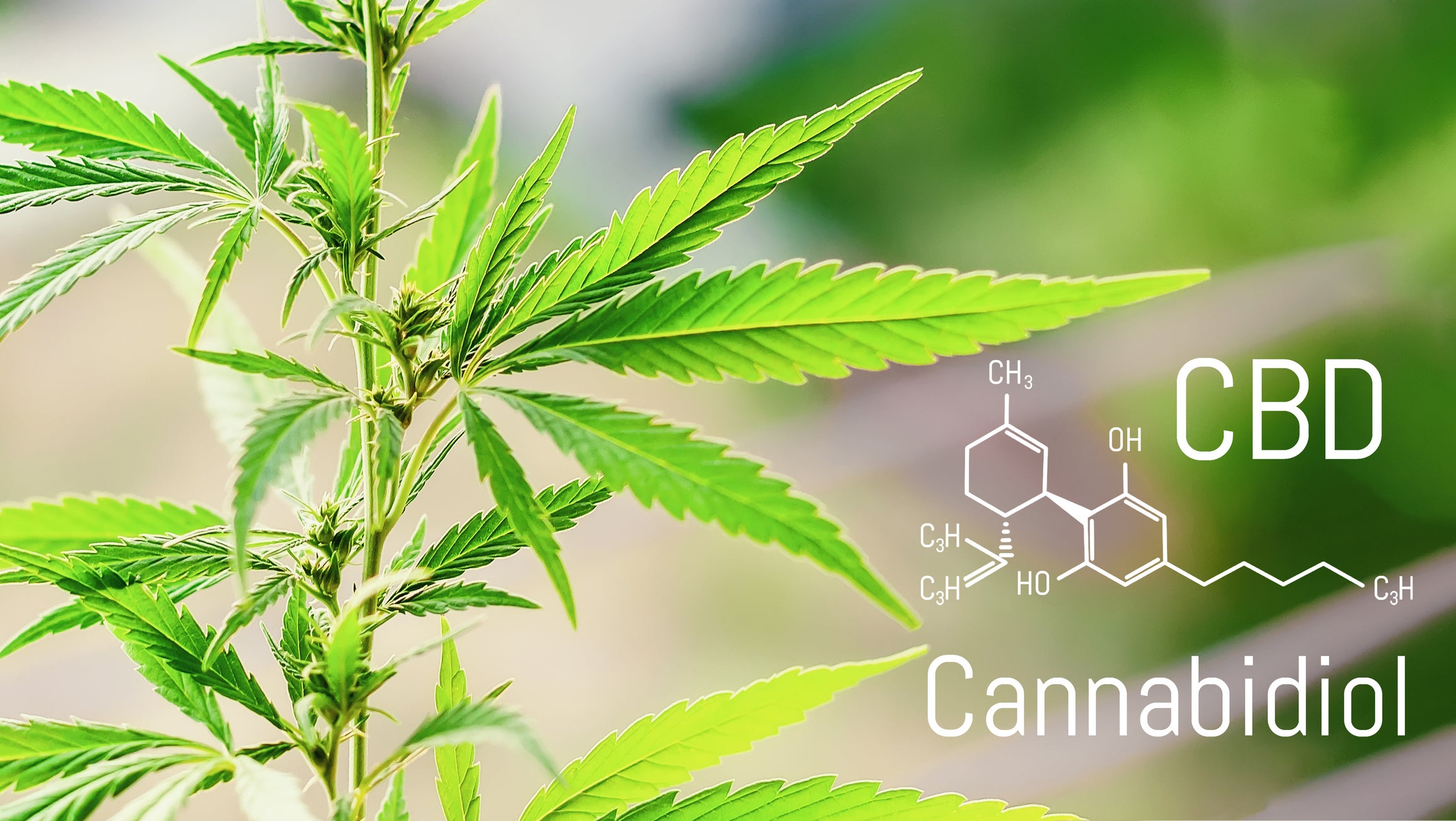 Cannabidiol (CBD) Prescriptions