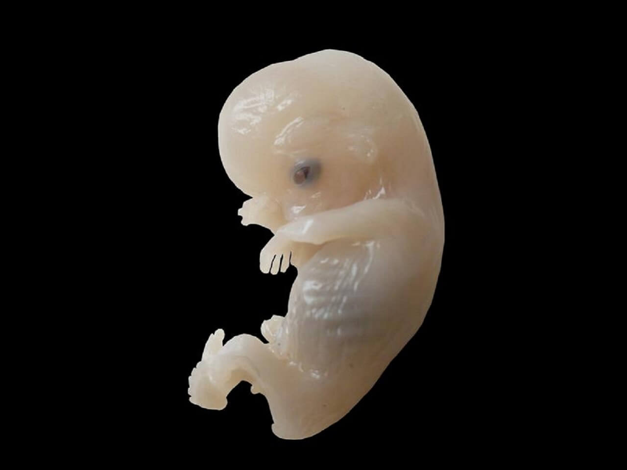 human zygote conception OnePeterFive