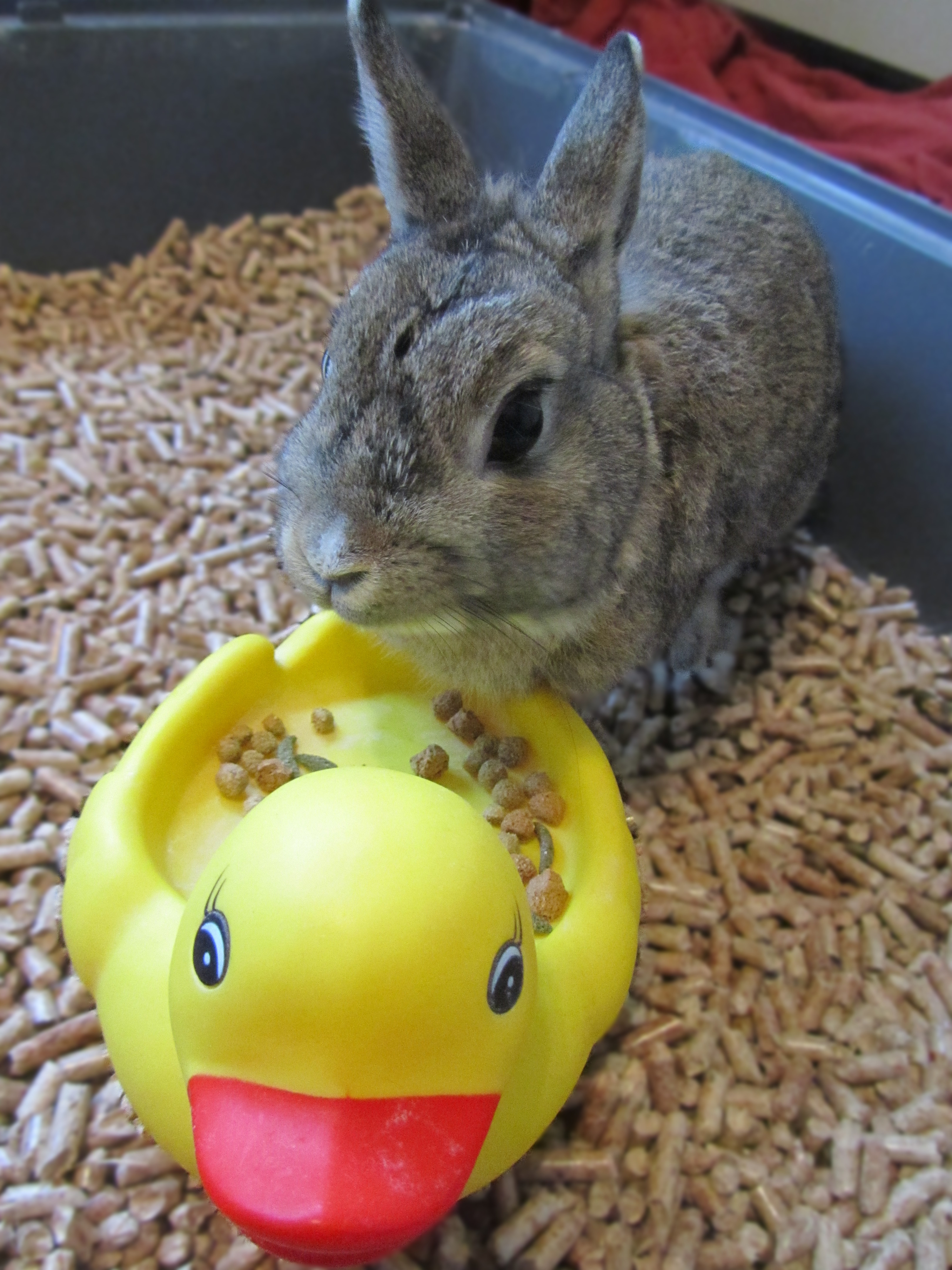 Lapin nain one pic a day