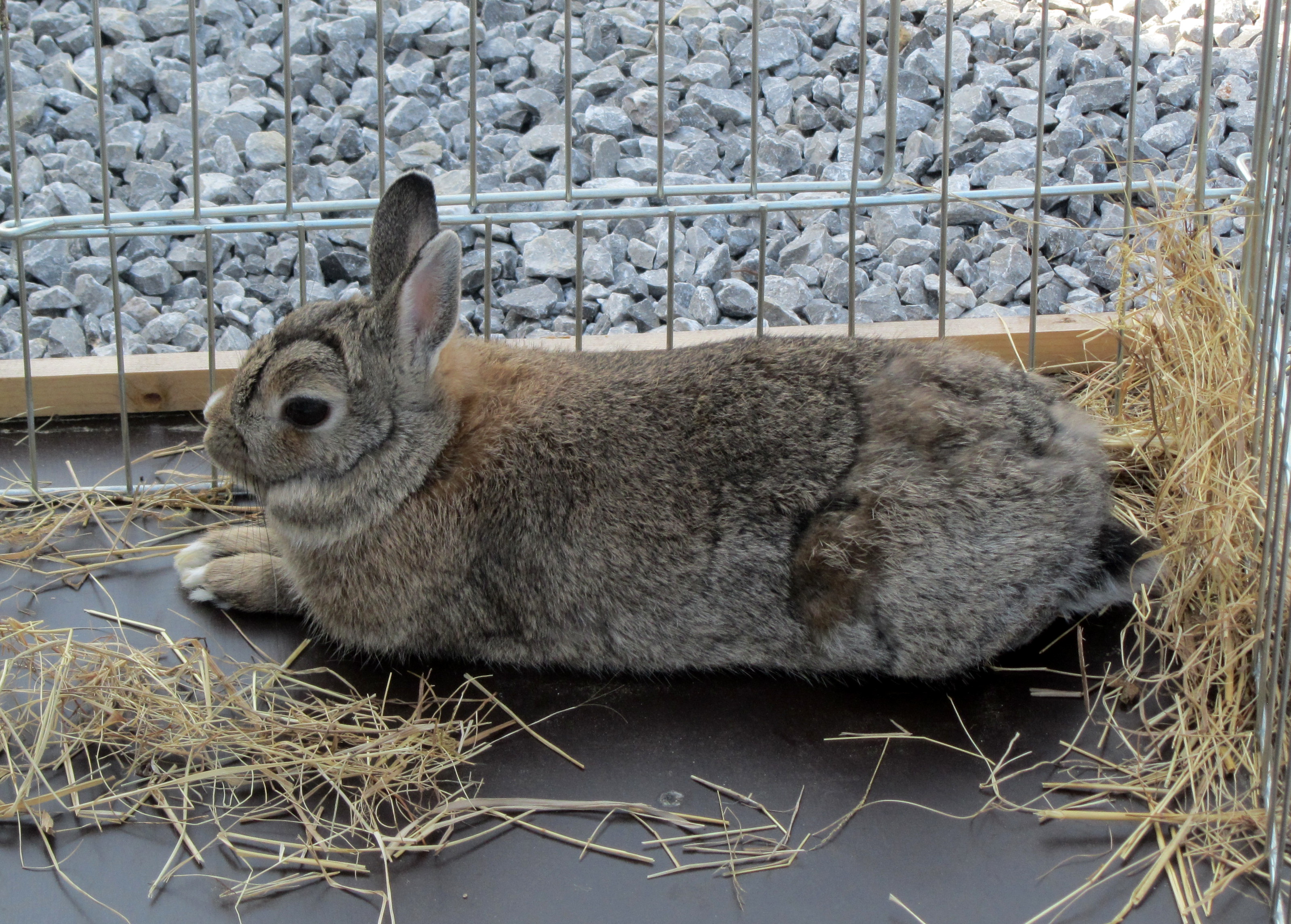 Lapin nain one pic a day