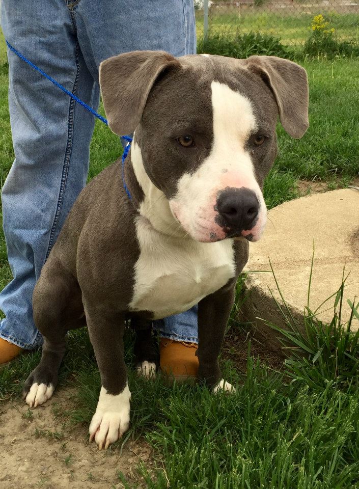 Littermate Syndrome one pit forward