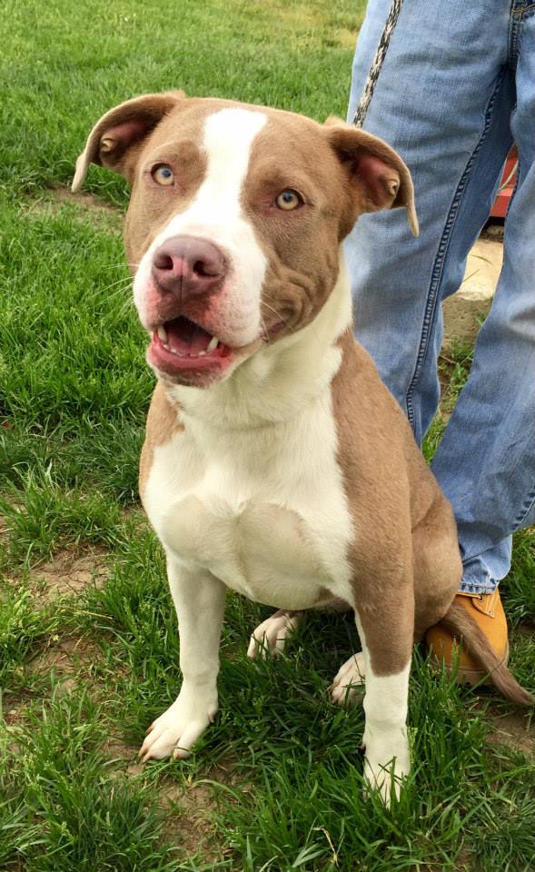 Littermate Syndrome one pit forward