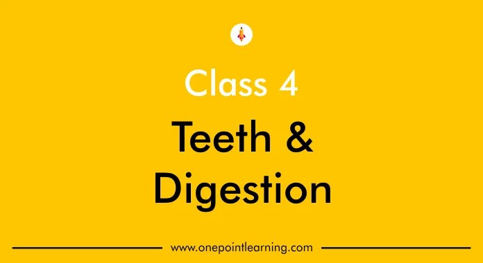 Human body : Digestive system worksheets class 4 PDF