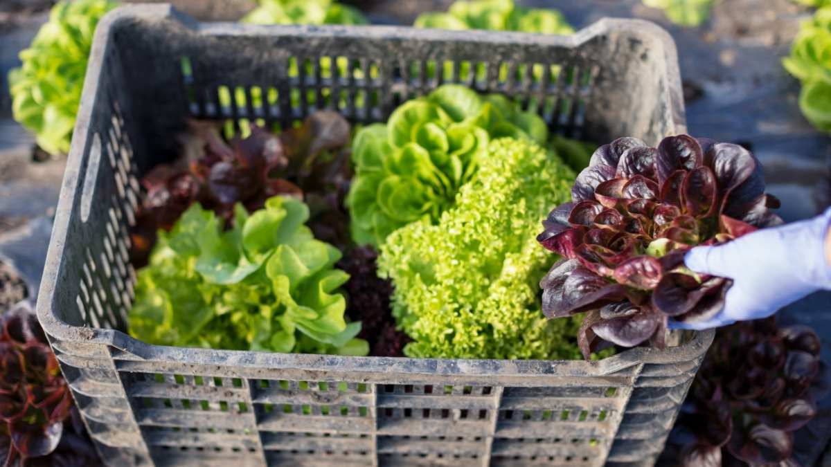 How Do You Know If Lettuce Is Bad Does Lettuce Go Bad