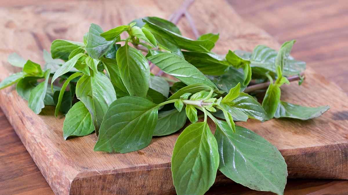 Basil vs. Thai Basil The Real Differences