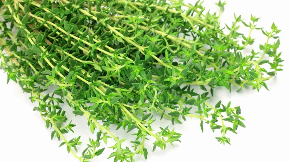 Thyme Substitute Best Alternatives For A Crowd