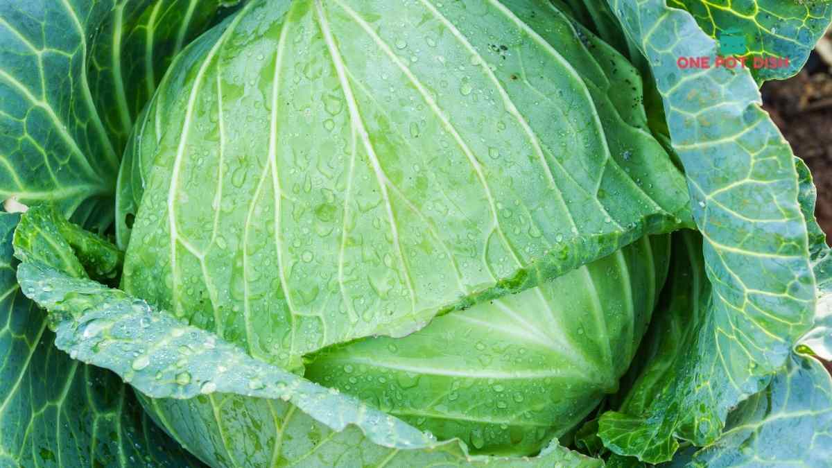 Can You Freeze Collard Greens Blanch or Not