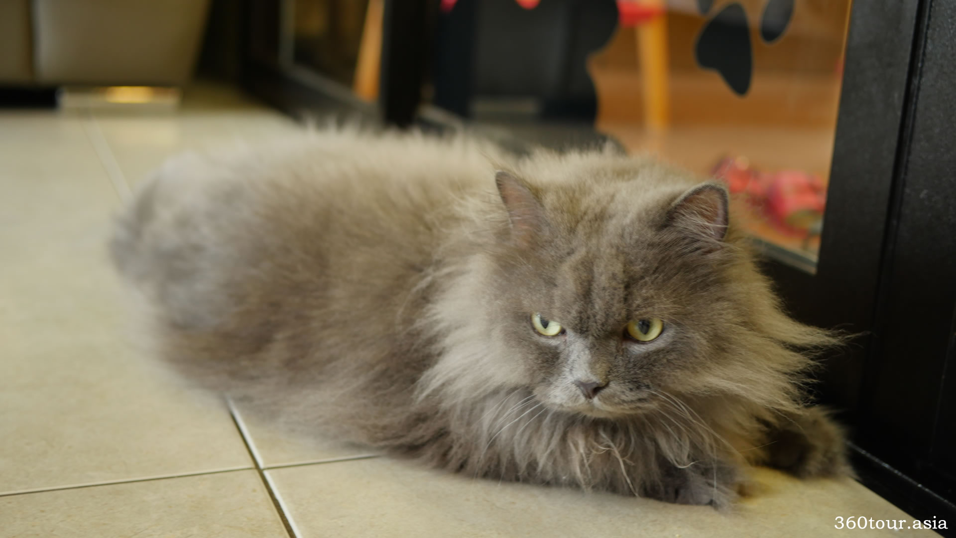 Himalayan Cat Eye Care Grooming ⋆ One Source Pets