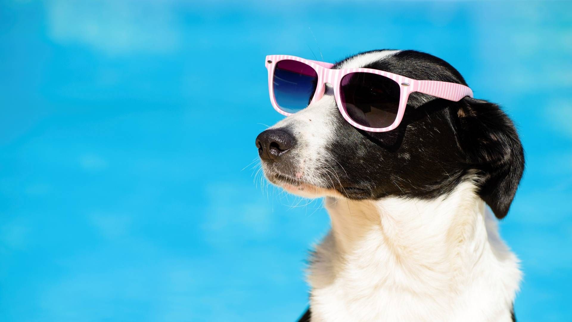 Trendy Dog Names for All Breeds ⋆ One Source Pets