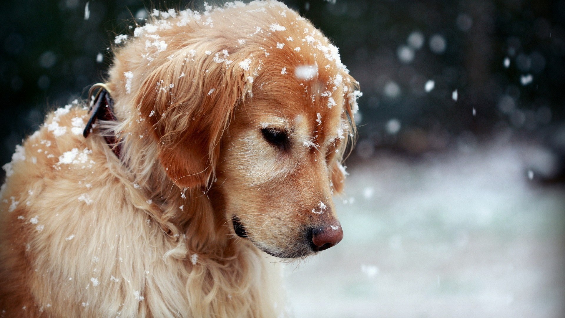 How Cold is Too Cold for Dogs? Winter Care Tips ⋆ One Source Pets