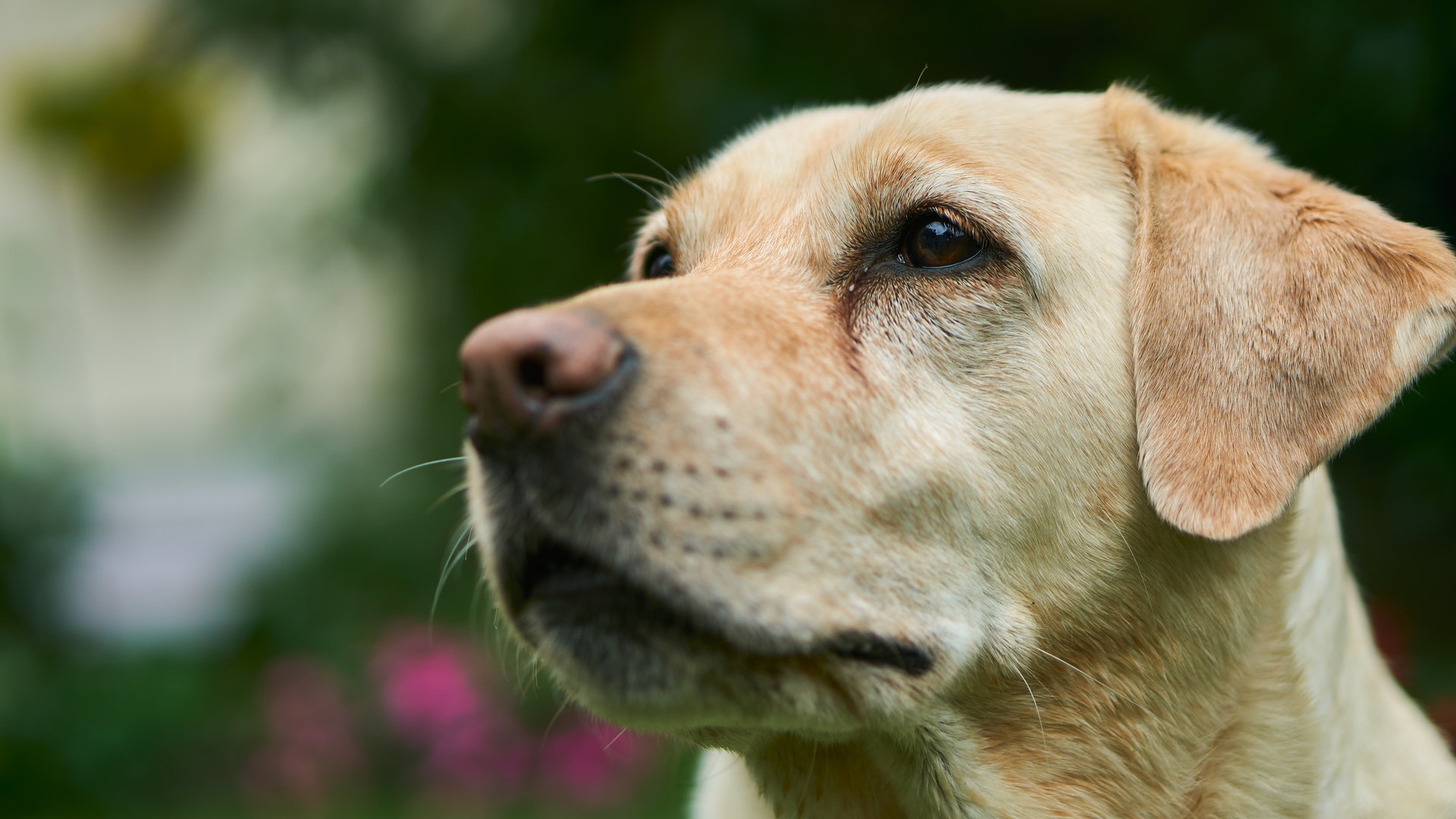 Labrador Retriever Characteristics ⋆ One Source Pets