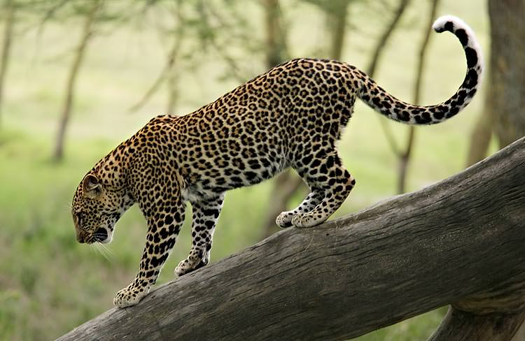 10 Great Things to do in Kenya One Step 4Ward