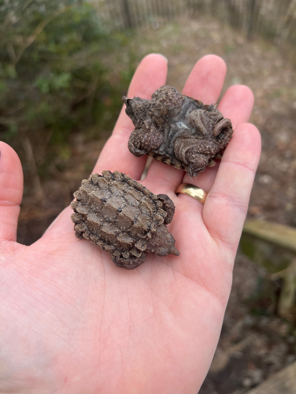 Alligator Snapping Turtle Pig Tailed (Macrochelys temminckii) One