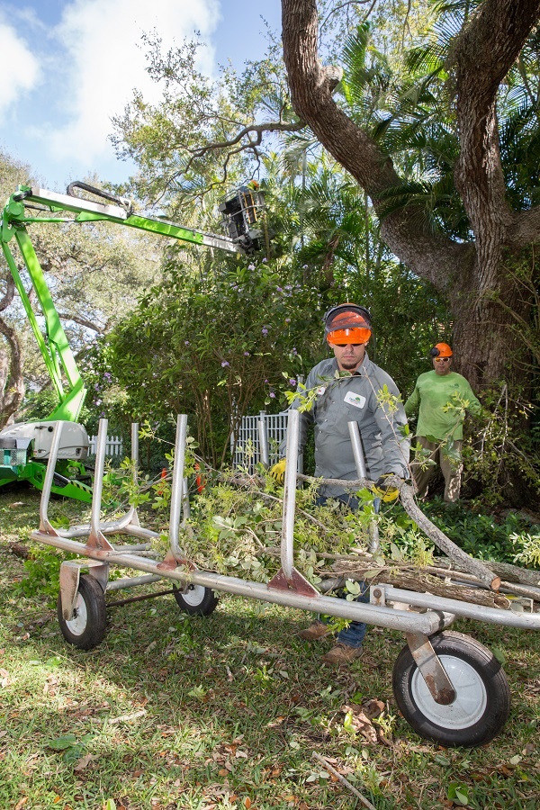 Miramar Tree Trimming Service is Best Choice for Homeowners