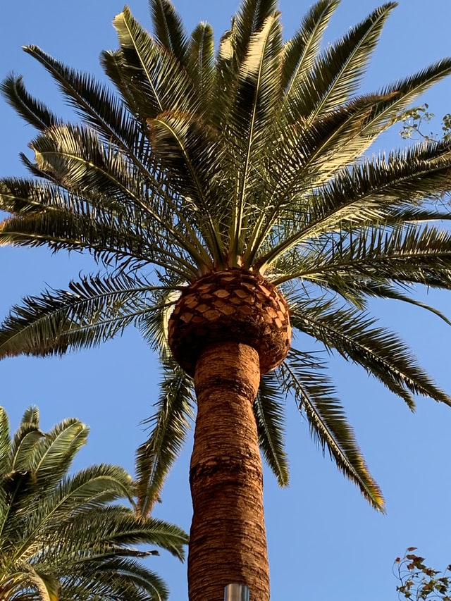 One Two Tree Tree Arborist Miami Palm Tree Specialists