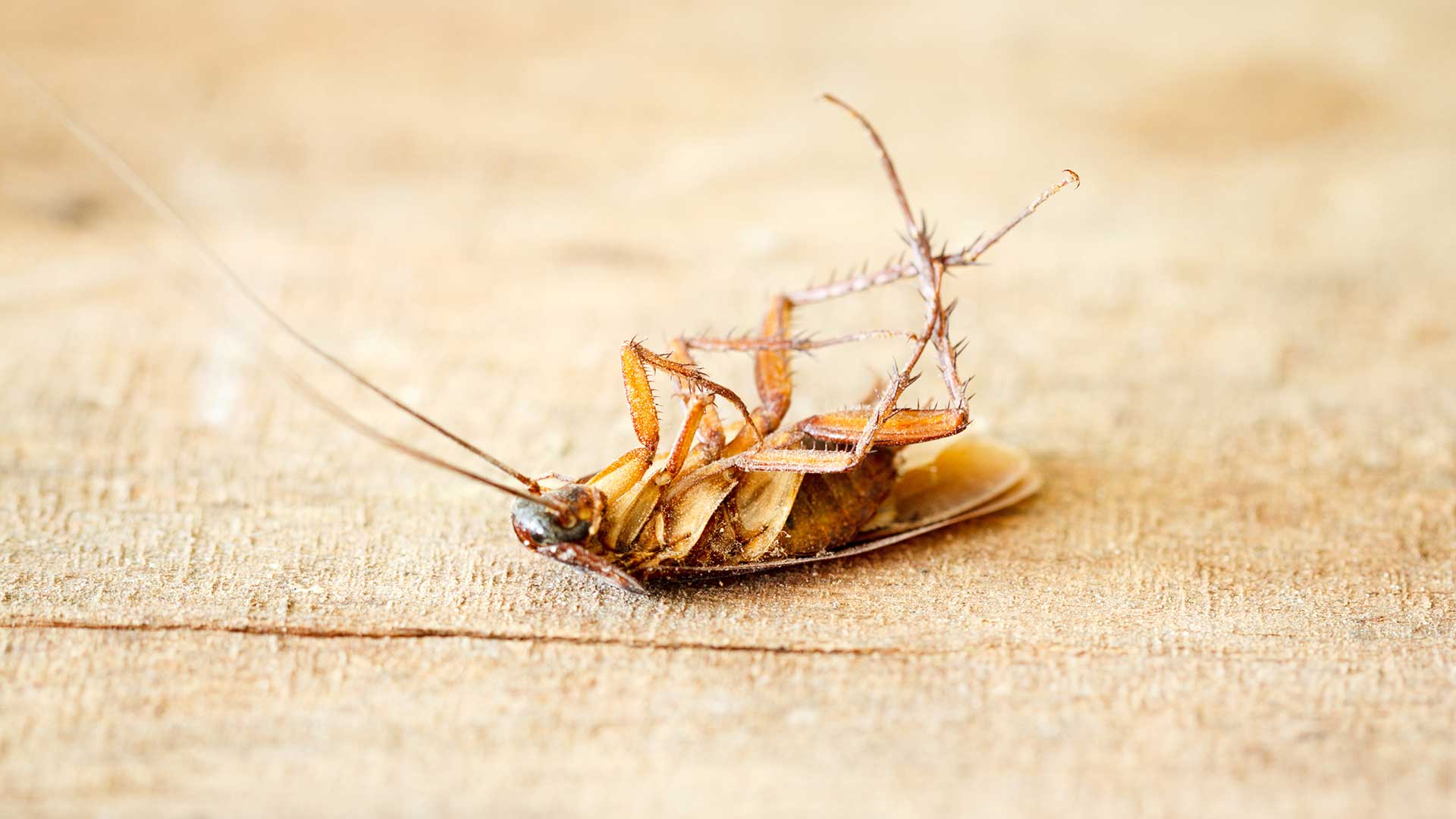4 Ways to Prevent Cockroach Infestation in Your Home