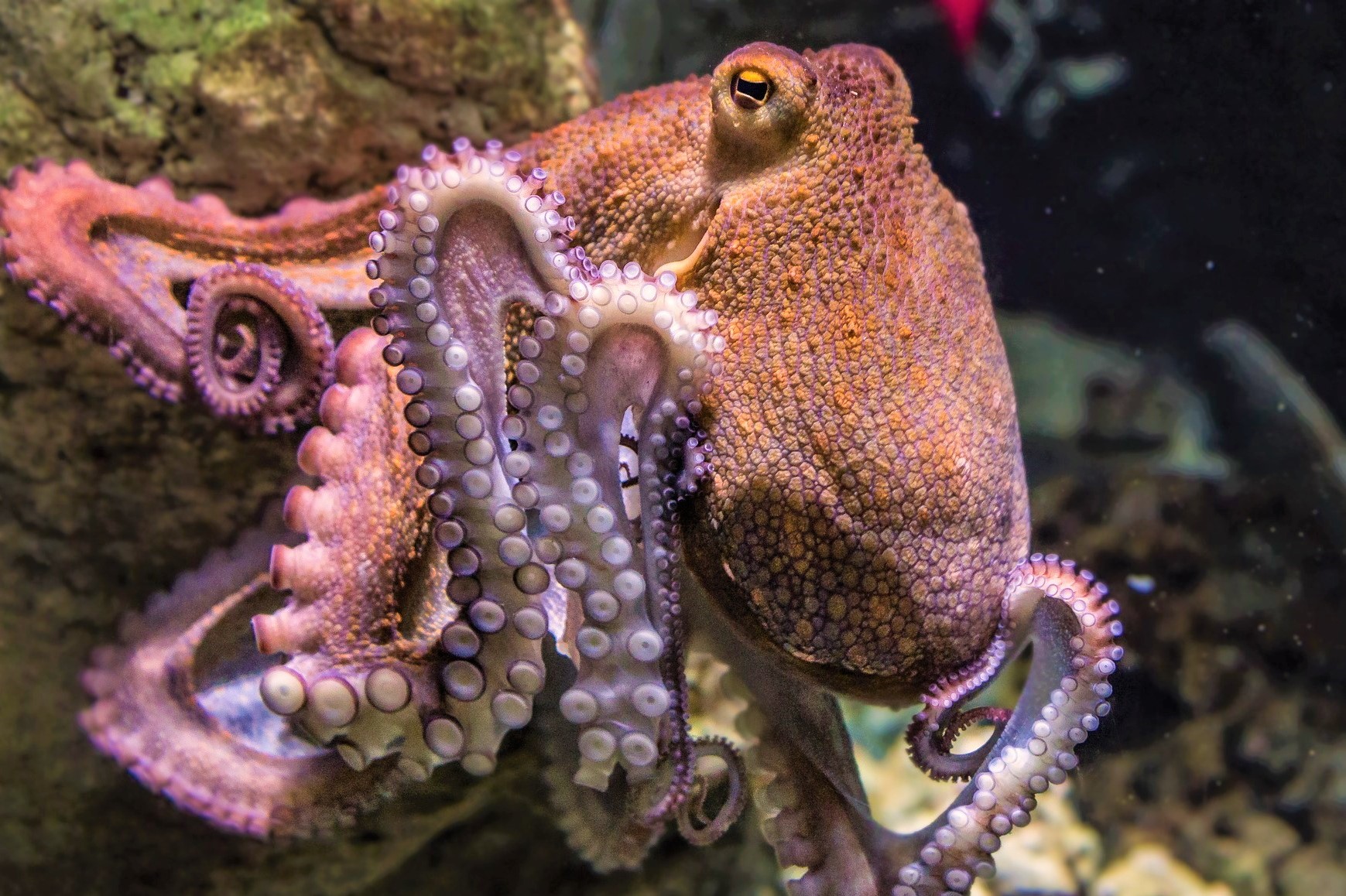 All at Sea Are Aquariums Ethical? · One Wild Thing