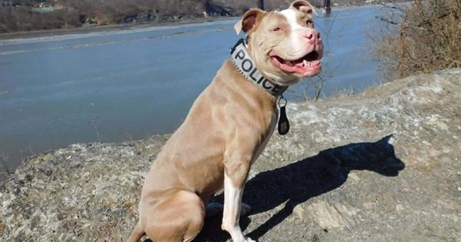 Abandoned Pit Bull Left For Dead Became The First Pit Bull Police Dog