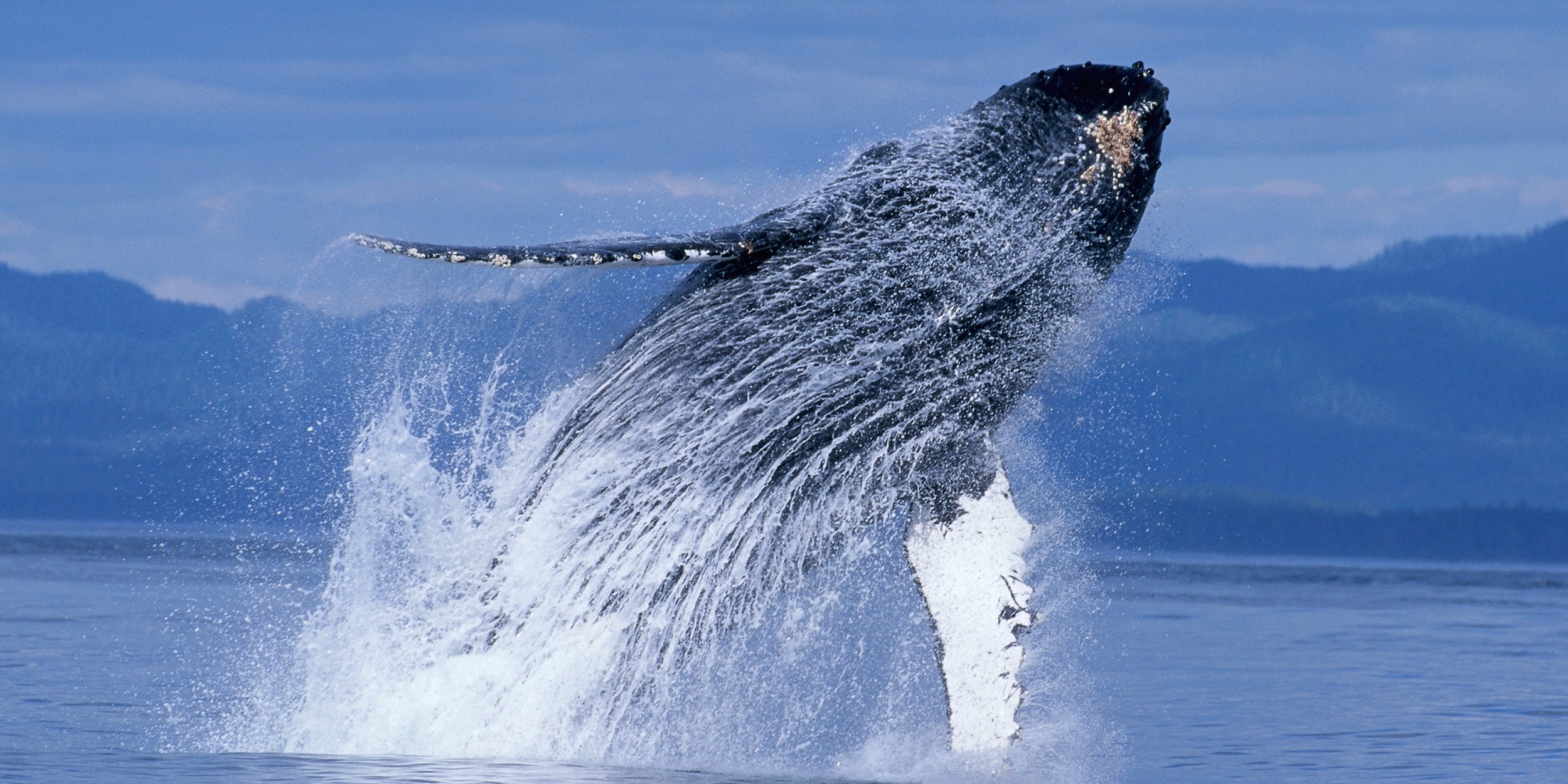 Blue Zoo Humpback Whales One World One Ocean