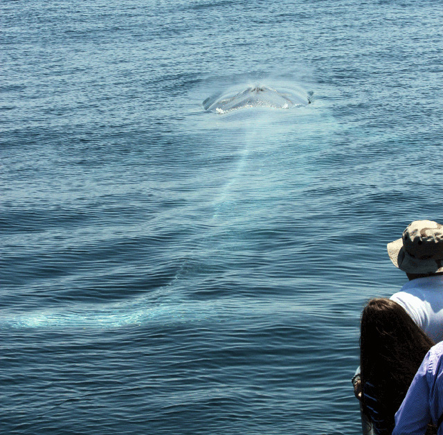 Blue Zoo Blue Whale One World One Ocean