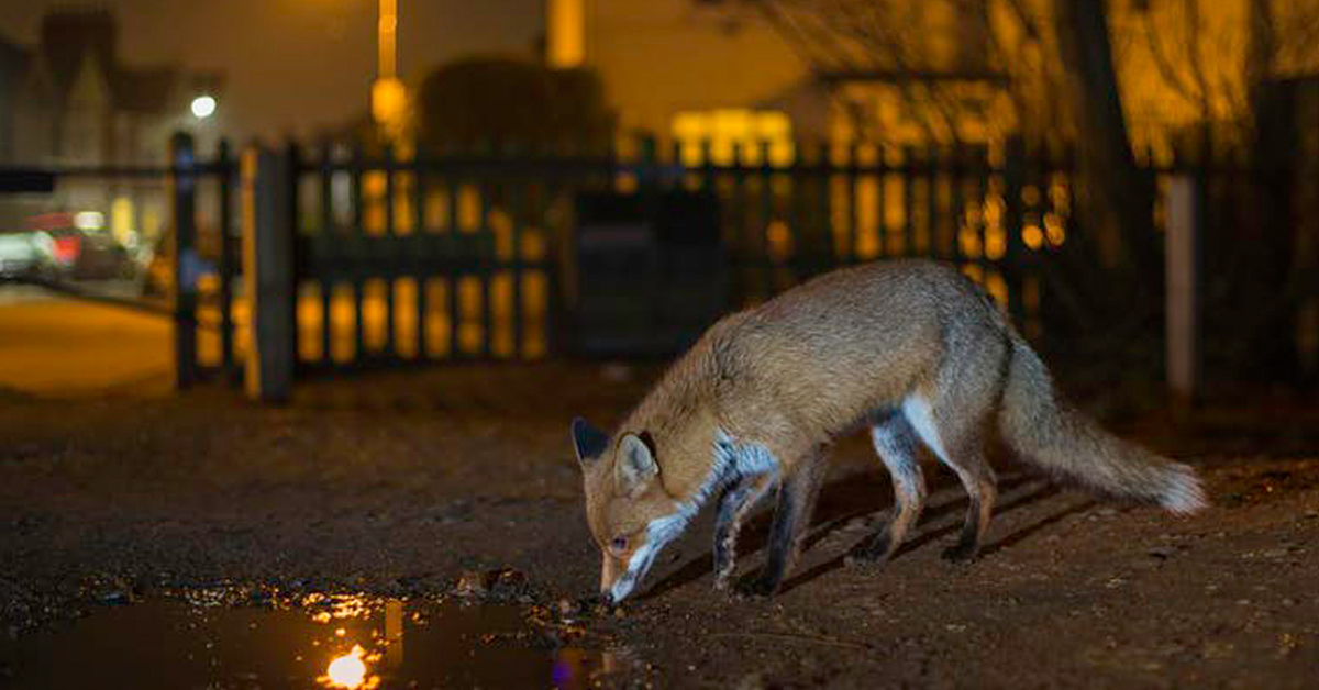 To avoid humans, more wildlife now work the night shift