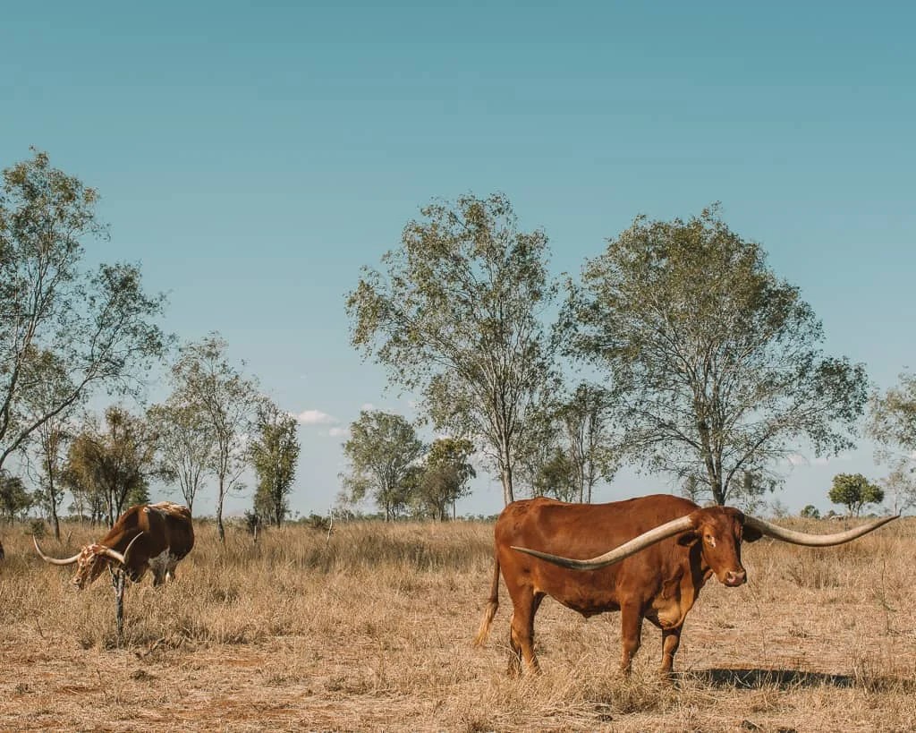 6 Best Things to Do in Charters Towers One World Wanderer