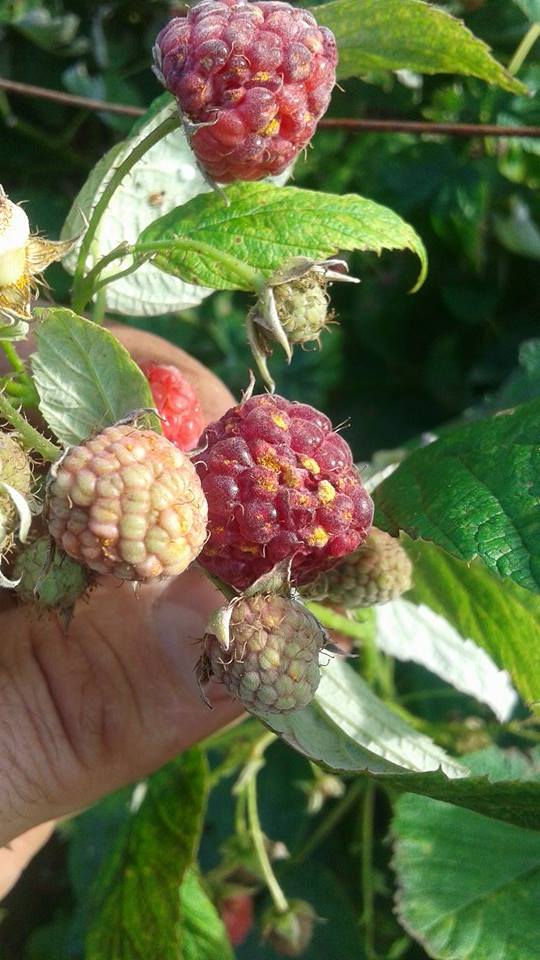 Rust diseases on raspberries ONfruit