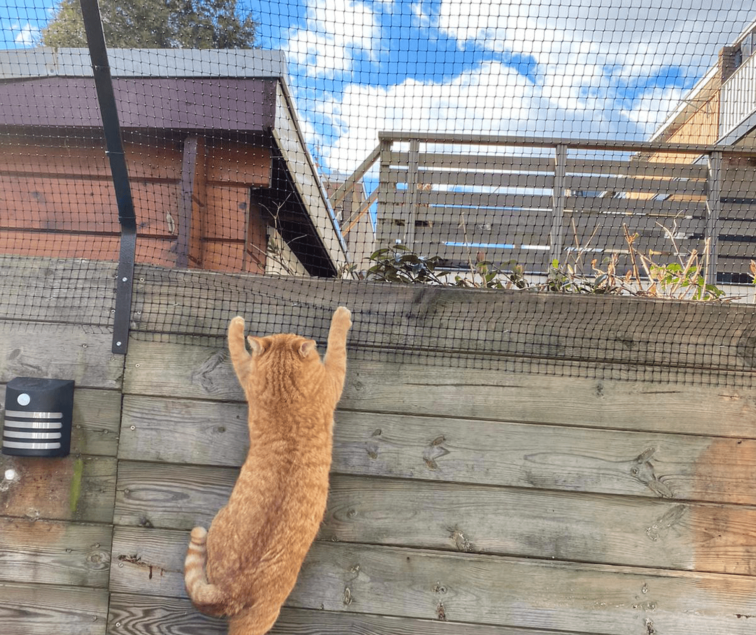 Kattengaas Beugel - Ongewoonboom