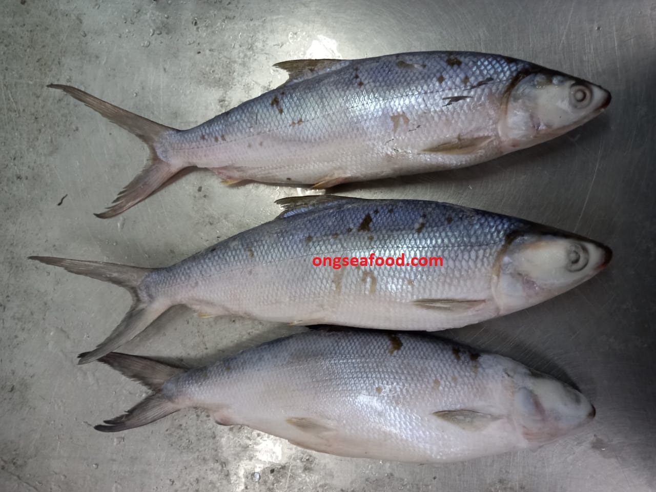 Milk Fish ONG Seafood