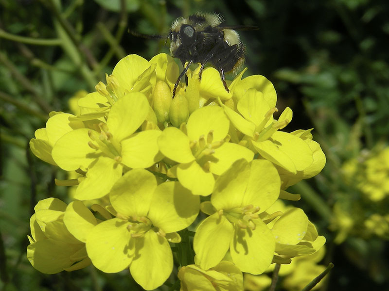 ONH Plants Field Mustard