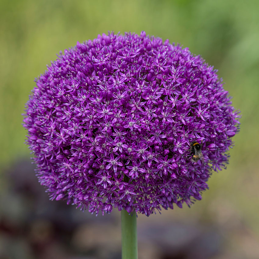 Other bulb flowers Onings Holland Flowerbulbs