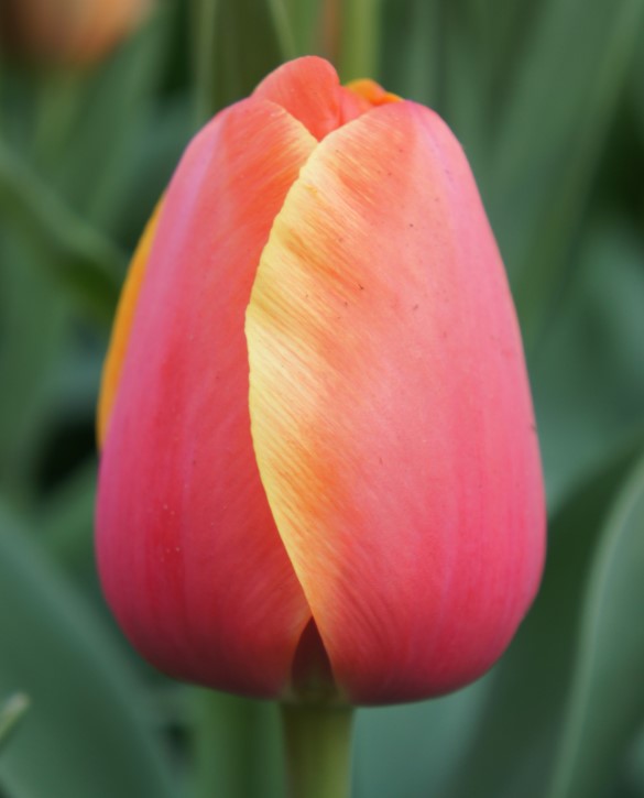 Ad Rem Onings Holland Flowerbulbs