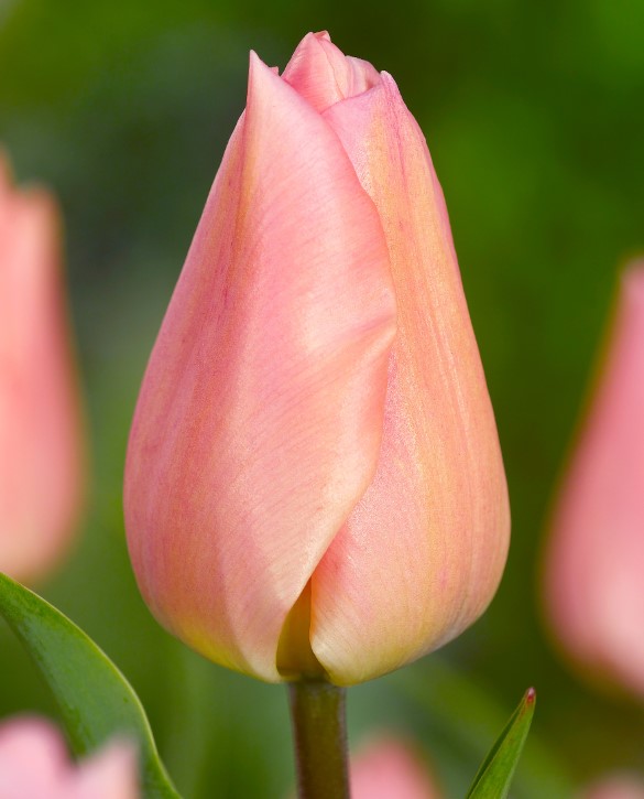 Apricot Beauty Onings Holland Flowerbulbs