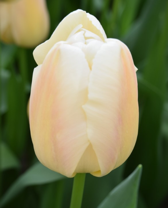 Apricot Pride Onings Holland Flowerbulbs