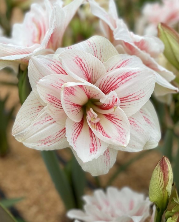 Aquaro Onings Holland Flowerbulbs